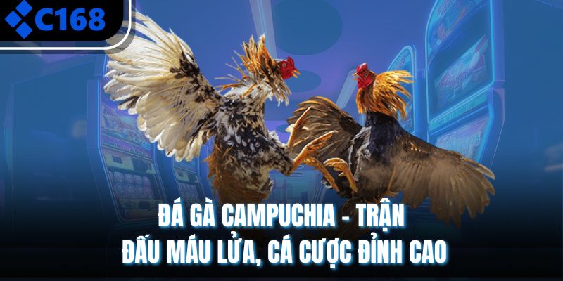 Đá Gà Campuchia – Trận Đấu Máu Lửa, Cá Cược Đỉnh Cao