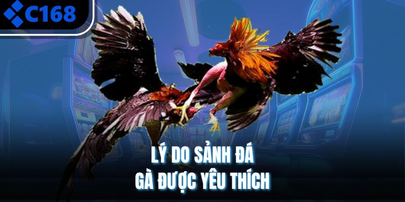 Lý do sảnh đá gà được yêu thích 