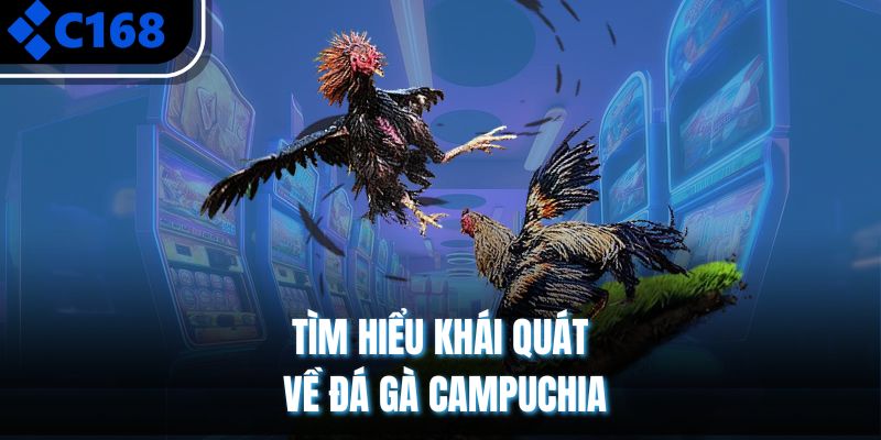 Tìm hiểu khái quát về đá gà Campuchia
